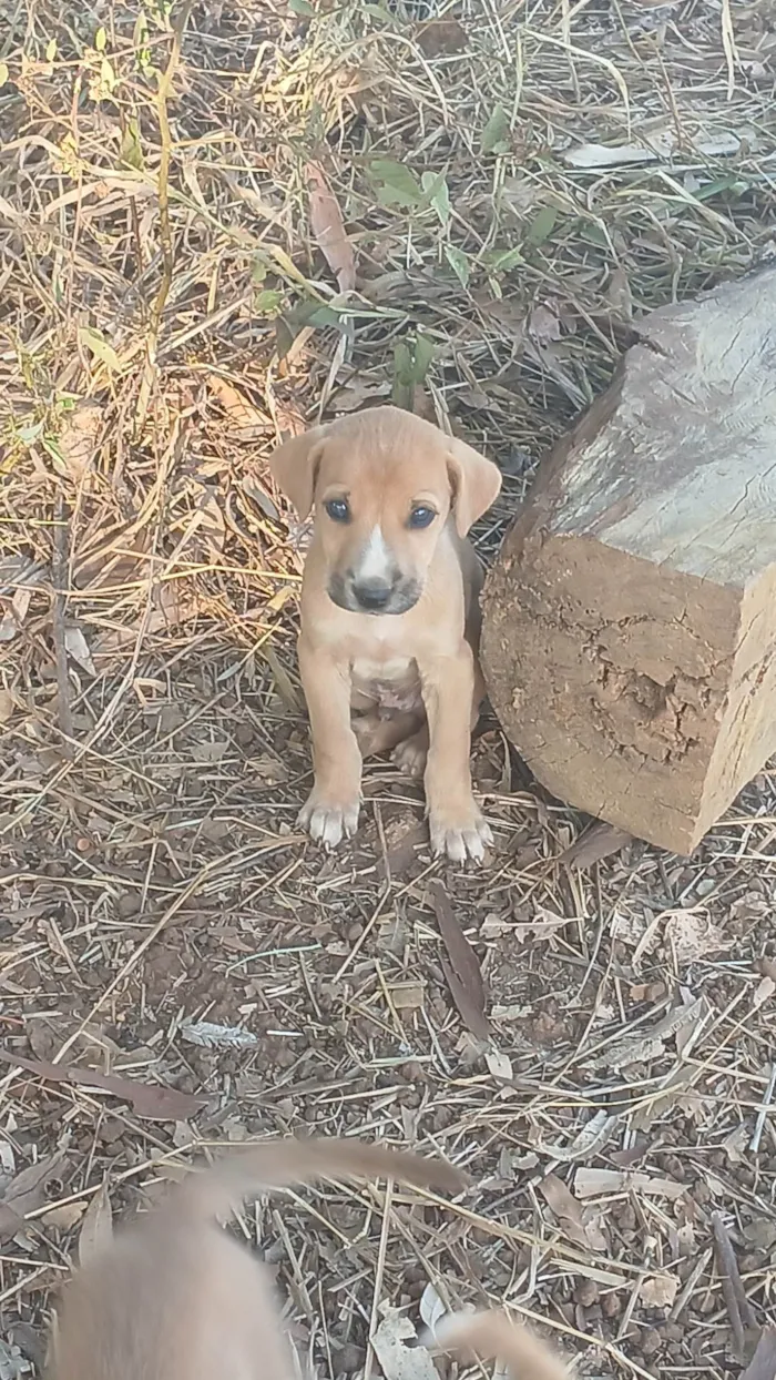 Cachorro ra a SRD-ViraLata idade Abaixo de 2 meses nome NUBIA VIEIRA SALES