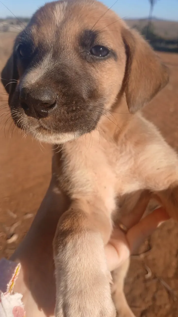 Cachorro ra a SRD-ViraLata idade Abaixo de 2 meses nome NUBIA VIEIRA SALES