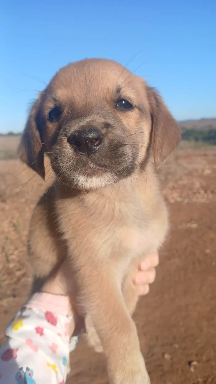 Cachorro ra a SRD-ViraLata idade Abaixo de 2 meses nome NUBIA VIEIRA SALES