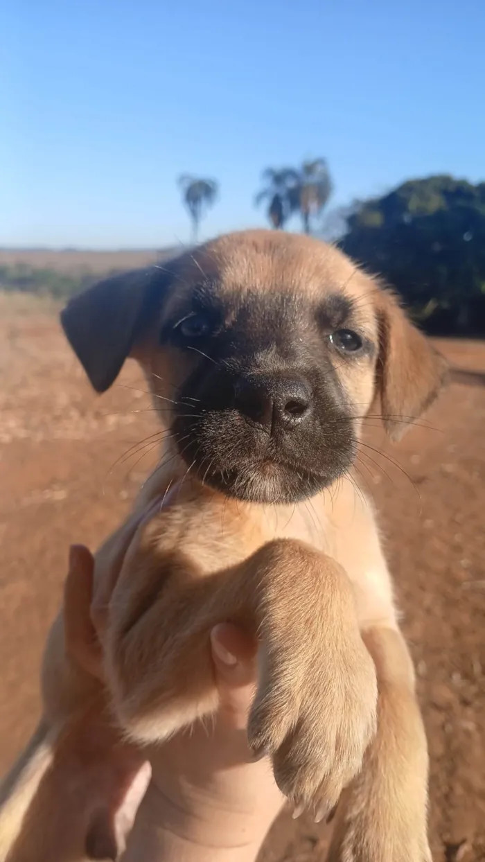 Cachorro ra a SRD-ViraLata idade Abaixo de 2 meses nome NUBIA VIEIRA SALES