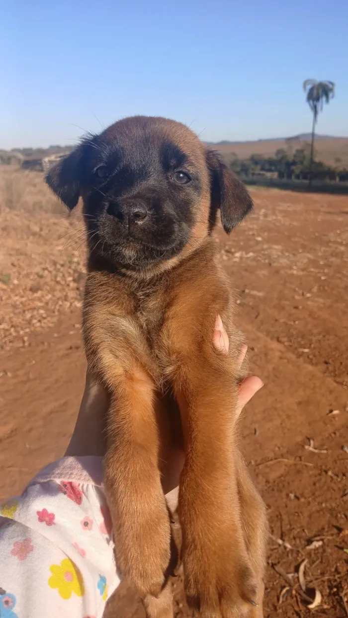 Cachorro ra a SRD-ViraLata idade Abaixo de 2 meses nome NUBIA VIEIRA SALES