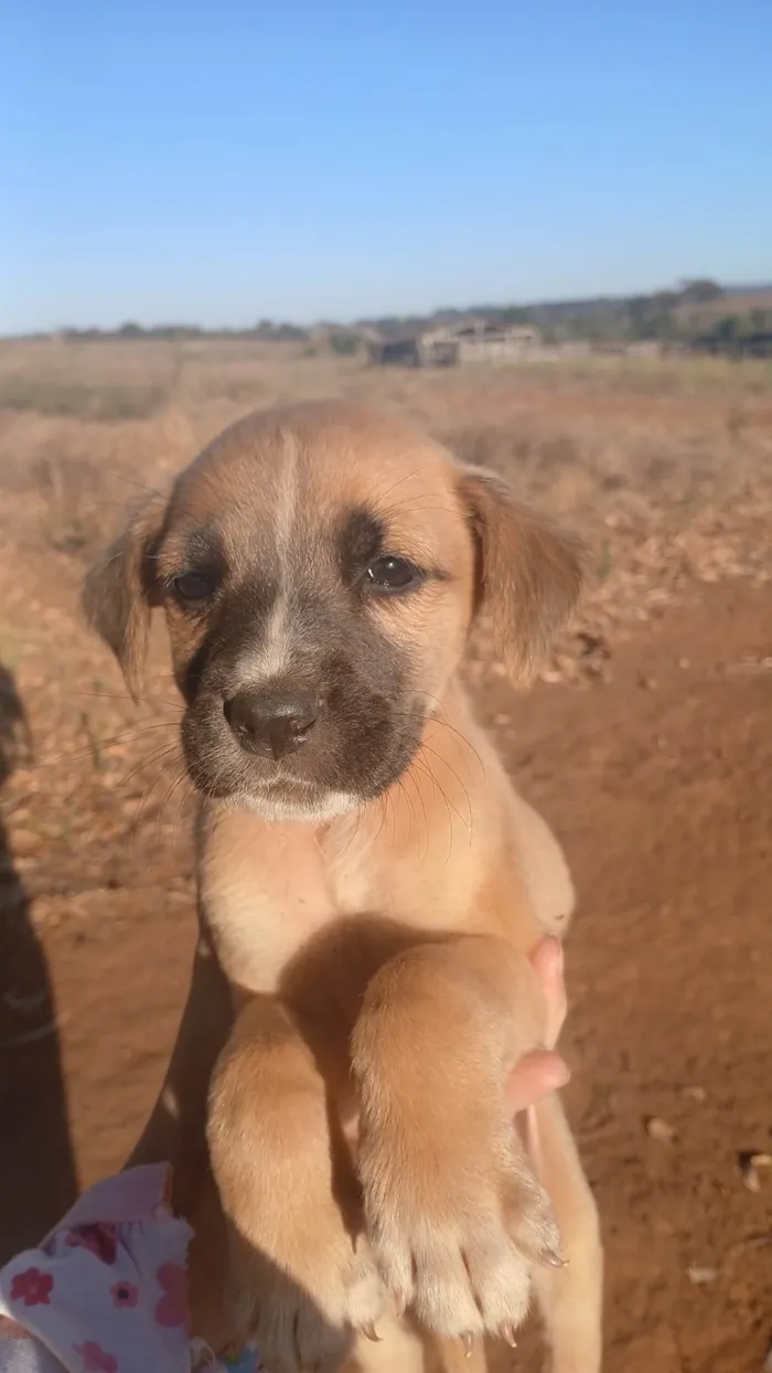 Cachorro ra a SRD-ViraLata idade Abaixo de 2 meses nome NUBIA VIEIRA SALES