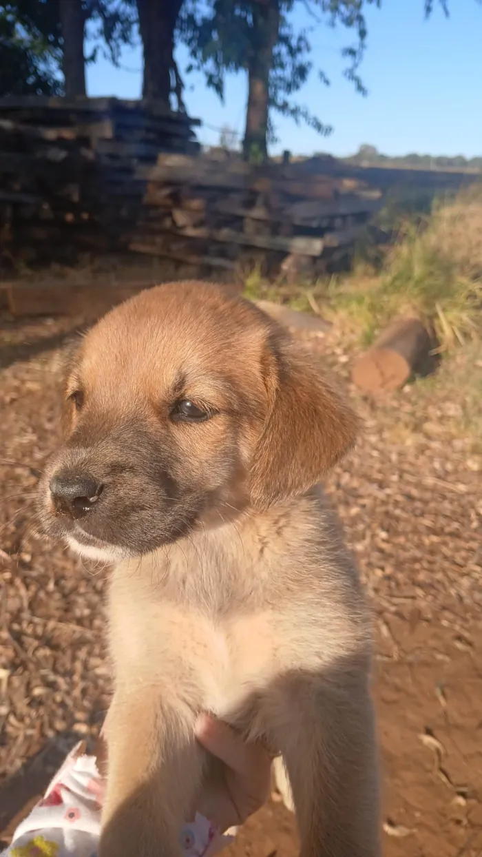 Cachorro ra a SRD-ViraLata idade Abaixo de 2 meses nome NUBIA VIEIRA SALES