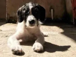 Cachorro raça SRD-ViraLata idade 2 a 6 meses nome Falar com Higor - Whats 11 93444-7392