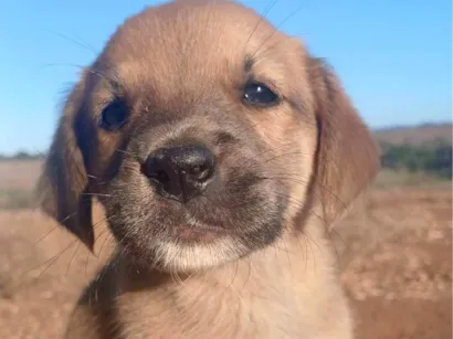 Cachorro raça SRD-ViraLata idade Abaixo de 2 meses nome NUBIA VIEIRA SALES