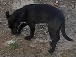 Cachorro raça SRD-ViraLata idade 2 a 6 meses nome Não possuem nomes