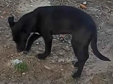 Cachorro raça SRD-ViraLata idade 2 a 6 meses nome Não possuem nomes