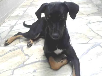 Cachorro raça SRD-ViraLata idade 7 a 11 meses nome  Havenna  yoshi