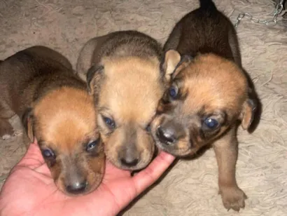 Cachorro raça SRD-ViraLata idade 2 a 6 meses nome Marrom 