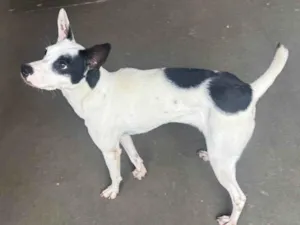 Cachorro raça SRD-ViraLata idade 1 ano nome Filo