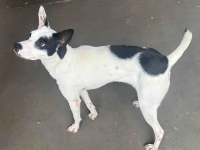 Cachorro raça SRD-ViraLata idade 1 ano nome Filo