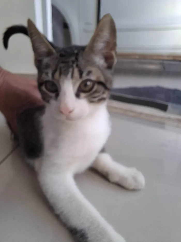 Gato ra a SRD-ViraLata idade 2 a 6 meses nome Malhado