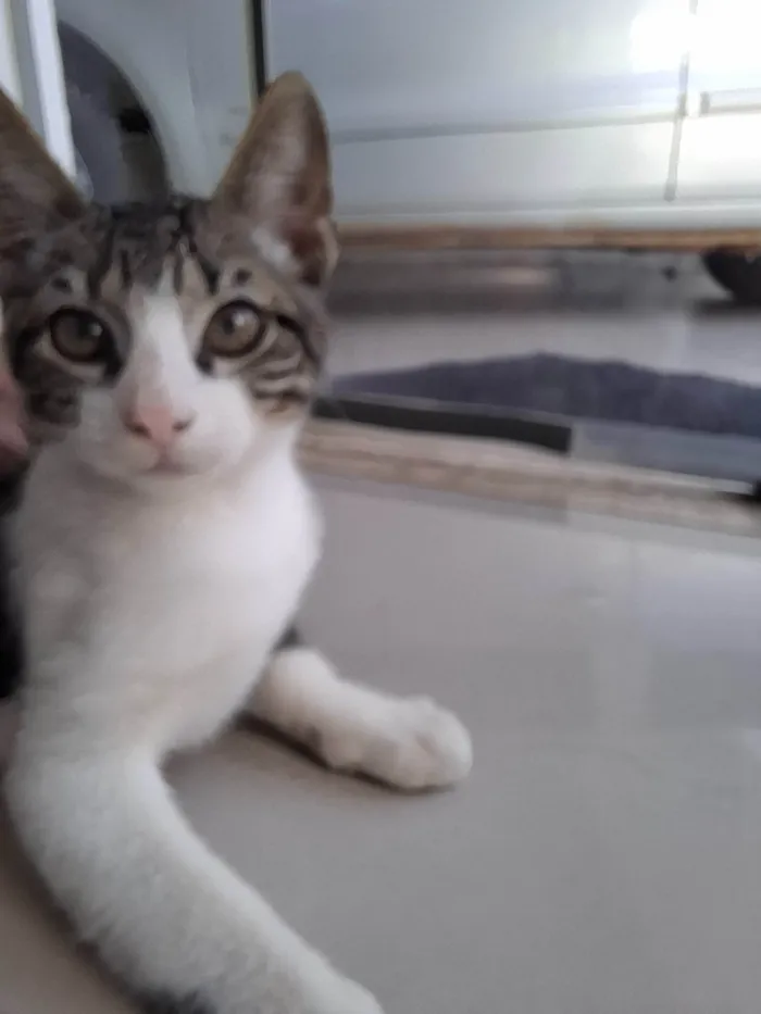 Gato ra a SRD-ViraLata idade 2 a 6 meses nome Malhado