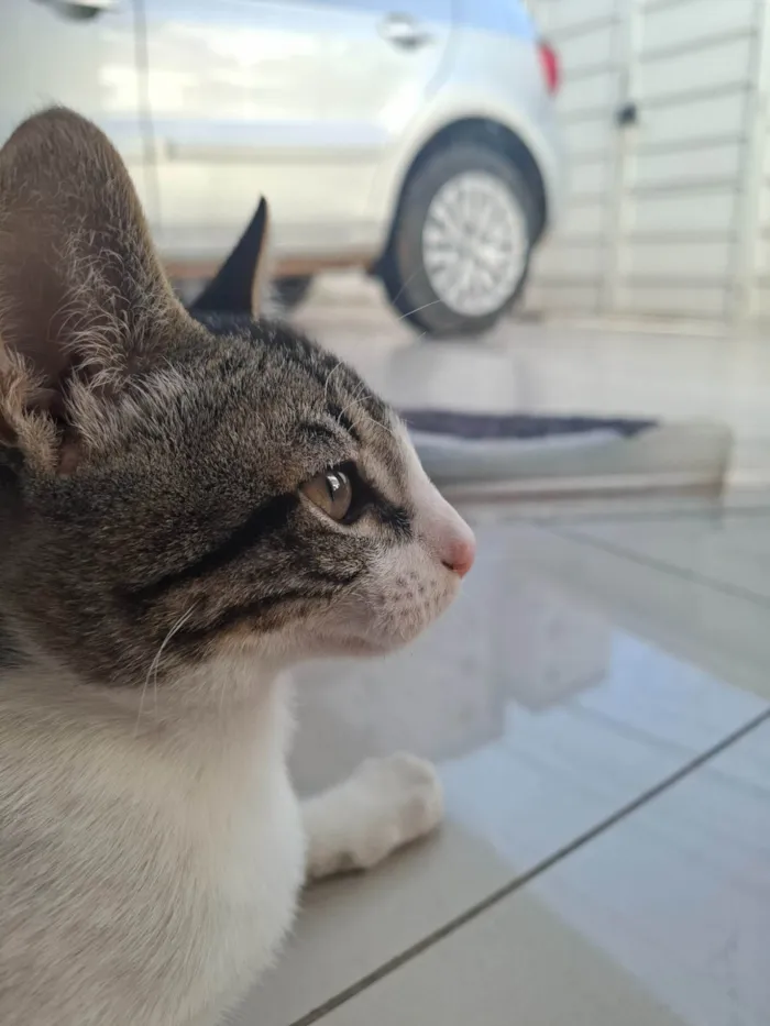 Gato ra a SRD-ViraLata idade 2 a 6 meses nome Malhado