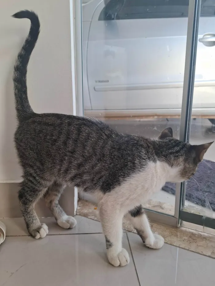 Gato ra a SRD-ViraLata idade 2 a 6 meses nome Malhado