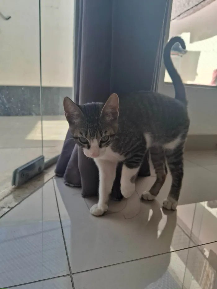 Gato ra a SRD-ViraLata idade 2 a 6 meses nome Malhado