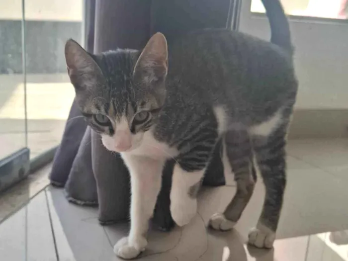Gato ra a SRD-ViraLata idade 2 a 6 meses nome Malhado