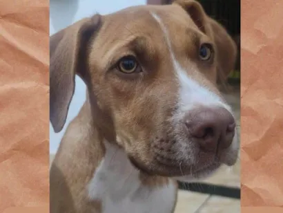 Cachorro raça Pit-Bull idade 7 a 11 meses nome Thor 