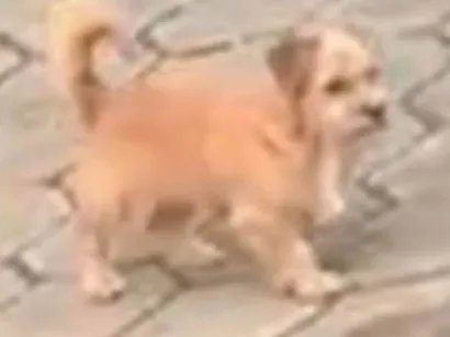Cachorro raça SRD-ViraLata idade 2 a 6 meses nome Pietro 