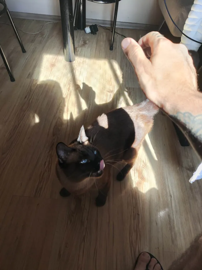 Gato ra a Siamês idade 2 anos nome Tom