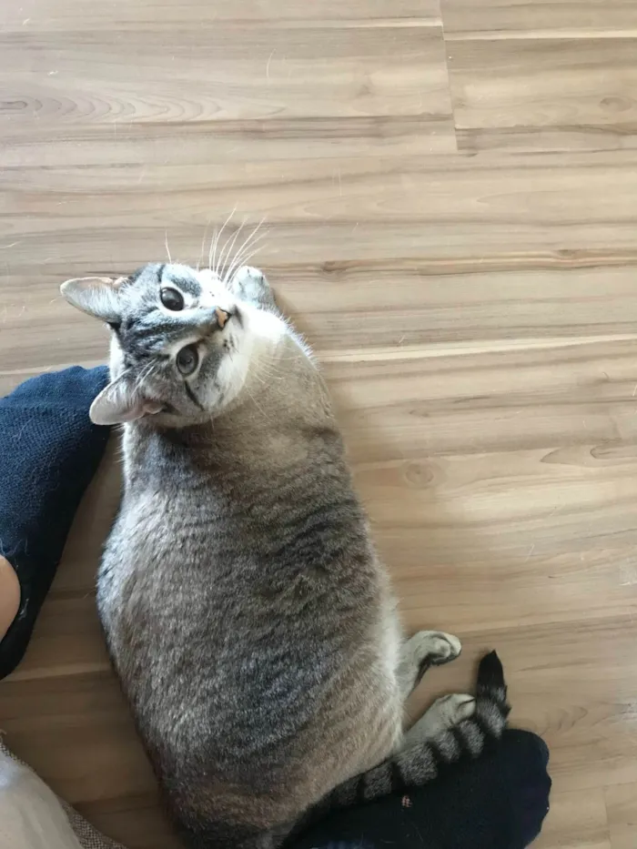 Gato ra a SRD-ViraLata idade 5 anos nome Rita