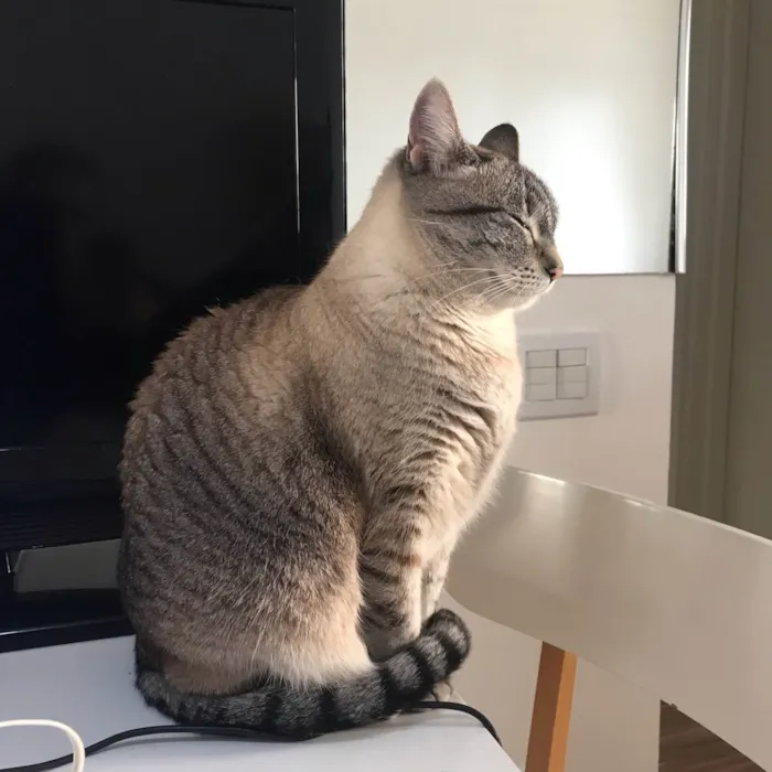 Gato ra a SRD-ViraLata idade 5 anos nome Rita