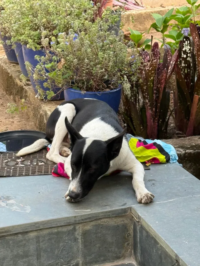 Cachorro ra a SRD-ViraLata idade 7 a 11 meses nome Charlote