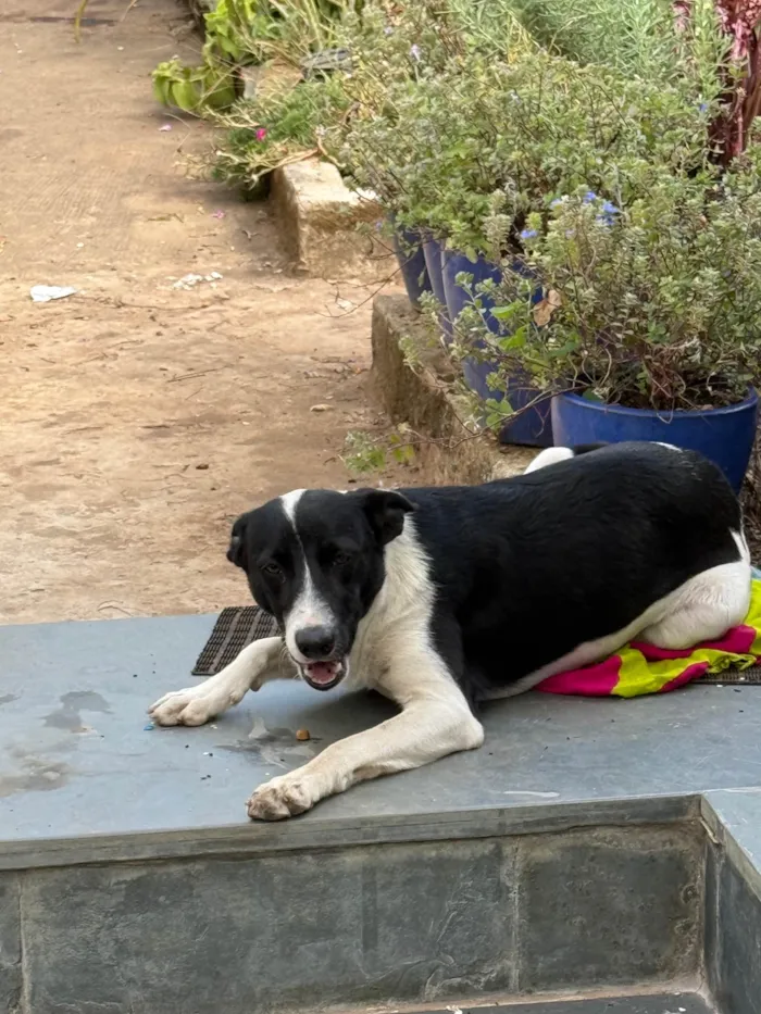 Cachorro ra a SRD-ViraLata idade 7 a 11 meses nome Charlote