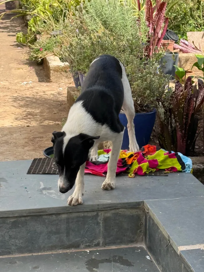 Cachorro ra a SRD-ViraLata idade 7 a 11 meses nome Charlote