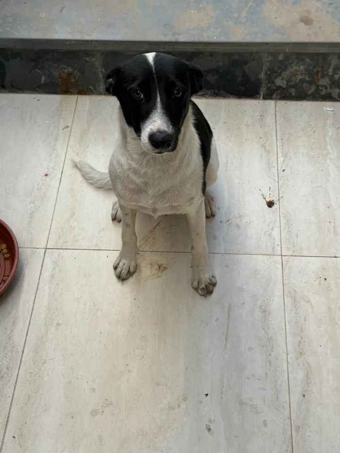 Cachorro ra a SRD-ViraLata idade 7 a 11 meses nome Charlote