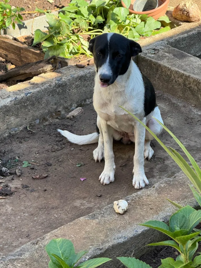 Cachorro ra a SRD-ViraLata idade 7 a 11 meses nome Charlote