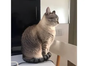 Gato raça SRD-ViraLata idade 5 anos nome Rita