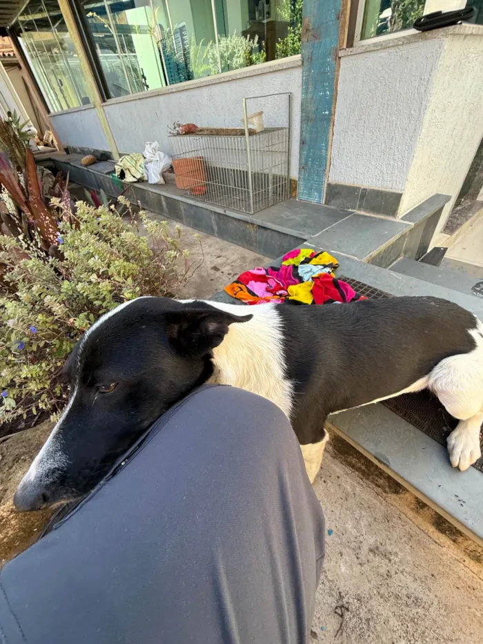 Cachorro ra a SRD-ViraLata idade 7 a 11 meses nome Charlote