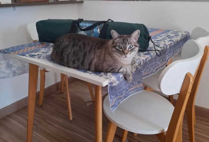 Gato ra a SRD-ViraLata idade 5 anos nome Átila