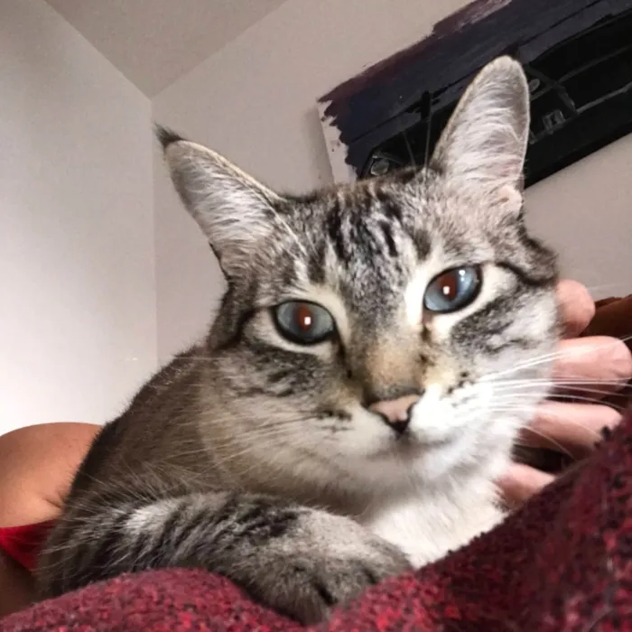 Gato ra a SRD-ViraLata idade 5 anos nome Átila
