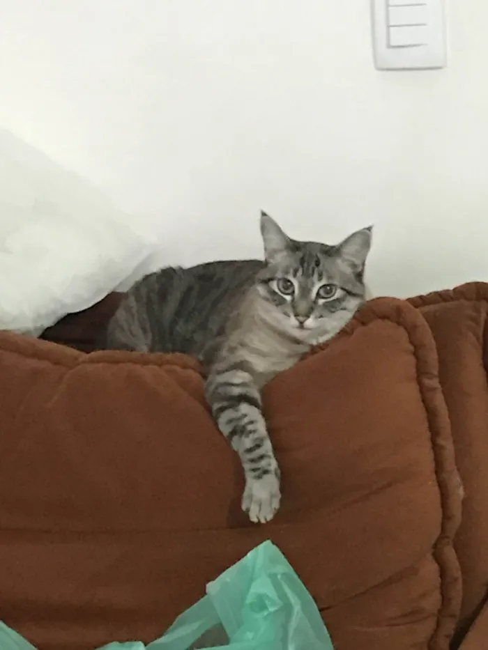 Gato ra a SRD-ViraLata idade 5 anos nome Átila