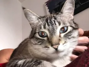 Gato raça SRD-ViraLata idade 5 anos nome Átila