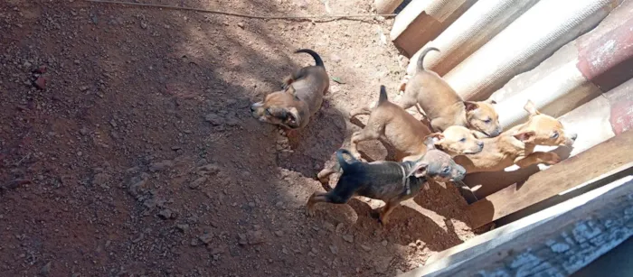 Cachorro ra a SRD-ViraLata idade 2 a 6 meses nome Mini delinha
