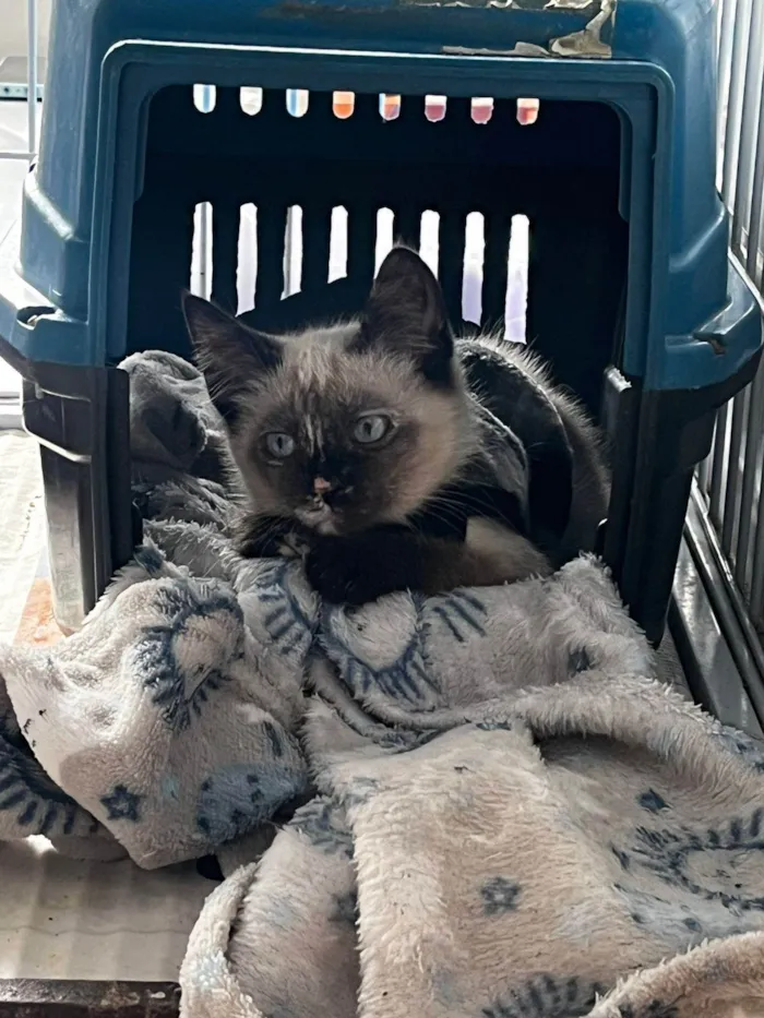 Gato ra a SRD-ViraLata idade 2 a 6 meses nome Gatinha amável disponível para adoção 