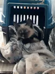 Gatinha amável disponível para adoção