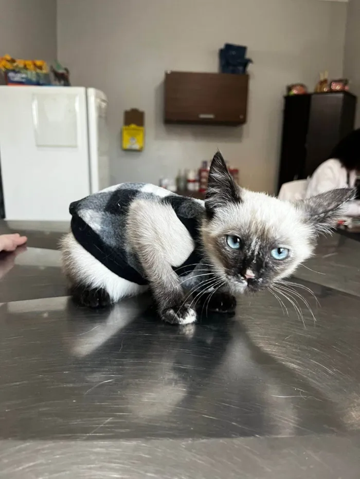 Gato ra a SRD-ViraLata idade 2 a 6 meses nome Gatinha amável disponível para adoção 