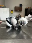 Gatinha amável disponível para adoção