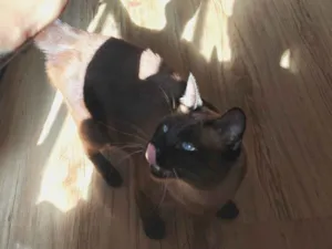 Gato raça Siamês idade 2 anos nome Tom