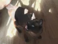 Tom