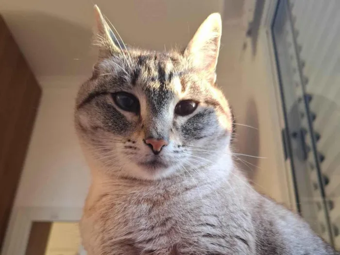 Gato ra a SRD-ViraLata idade 5 anos nome Rita