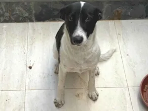Cachorro raça SRD-ViraLata idade 7 a 11 meses nome Charlote