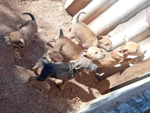 Cachorro raça SRD-ViraLata idade 2 a 6 meses nome Mini delinha