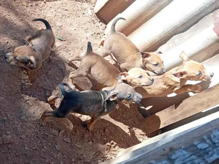Cachorro ra a SRD-ViraLata idade 2 a 6 meses nome Mini delinha