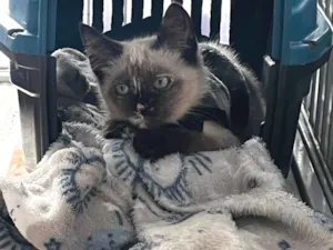Gato raça SRD-ViraLata idade 2 a 6 meses nome Gatinha amável disponível para adoção 