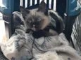 Gatinha amável disponível para adoção